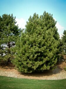 Сосна Чёрная (Pinus Nigra) купить по цене от 270.00р. в интернет-магазине «Посадика» с доставкой почтой в в Благовещенске и по всей России – [изображение №1].