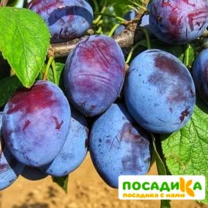 Слива Чачакская ранняя купить по цене от 229.00р. в интернет-магазине «Посадика» с доставкой почтой в в Благовещенске и по всей России – [изображение №1].