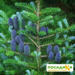 Пихта корейская (Abies koreana) купить по цене от 450.00р. в интернет-магазине «Посадика» с доставкой почтой в в Благовещенске и по всей России – [изображение №1].