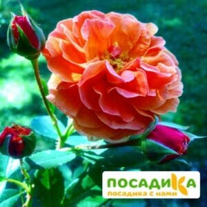 Роза Арабия купить по цене от 350.00р. в интернет-магазине «Посадика» с доставкой почтой в в Благовещенске и по всей России – [изображение №1].