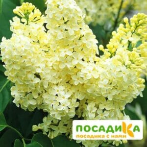 Сирень Примроуз (Primrose) купить по цене от 529.00р. в интернет-магазине «Посадика» с доставкой почтой в в Благовещенске и по всей России – [изображение №1].