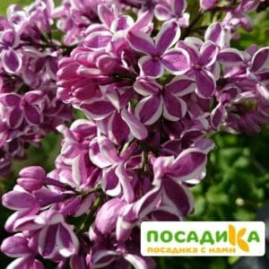 Сирень Сенсация купить по цене от 529.00р. в интернет-магазине «Посадика» с доставкой почтой в в Благовещенске и по всей России – [изображение №1].