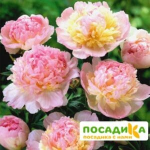 Пион Распберри Сандей (Paeonia Raspberry Sundae) купить по цене от 959р. в интернет-магазине «Посадика» с доставкой почтой в в Благовещенске и по всей России – [изображение №1].