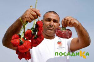 Клубника Гигант Джорнея купить по цене от 266р. в интернет-магазине «Посадика» с доставкой почтой в в Благовещенске и по всей России – [изображение №1].