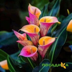 Калла Оникс купить по цене от 450р. в интернет-магазине «Посадика» с доставкой почтой в в Благовещенске и по всей России – [изображение №1].
