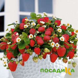 Клубника Рубиновый Шепот (горшечная) купить по цене от 240р. в интернет-магазине «Посадика» с доставкой почтой в в Благовещенске и по всей России – [изображение №1].