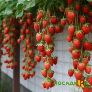 Клубника вьющаяся Комплимент купить по цене от 470р. в интернет-магазине «Посадика» с доставкой почтой в в Благовещенске и по всей России – [изображение №1].