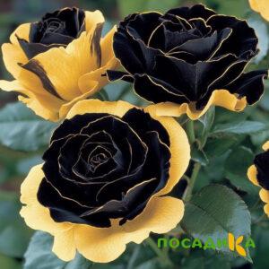 Роза Ханни Сикл купить по цене от 700р. в интернет-магазине «Посадика» с доставкой почтой в в Благовещенске и по всей России – [изображение №1].