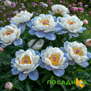 Пион акварельный Этюд купить по цене от 806р. в интернет-магазине «Посадика» с доставкой почтой в в Благовещенске и по всей России – [изображение №1].