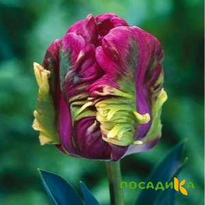 Тюльпан Экзотик Хэвен купить по цене от 186р. в интернет-магазине «Посадика» с доставкой почтой в в Благовещенске и по всей России – [изображение №1].