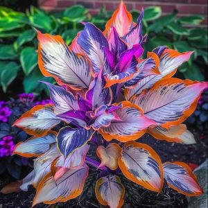 Хоста Эмеральд Тиара купить по цене от 602р. в интернет-магазине «Посадика» с доставкой почтой в в Благовещенске и по всей России – [изображение №1].