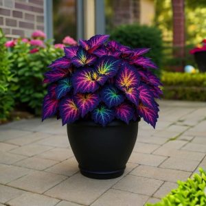 Хоста Фрости Блю купить по цене от 389р. в интернет-магазине «Посадика» с доставкой почтой в в Благовещенске и по всей России – [изображение №1].