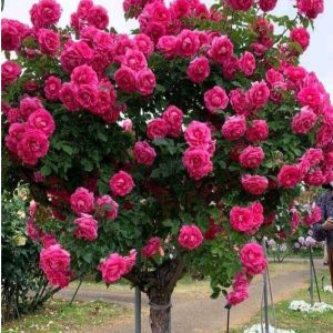 Роза Версаля купить по цене от 232р. в интернет-магазине «Посадика» с доставкой почтой в в Благовещенске и по всей России – [изображение №1].