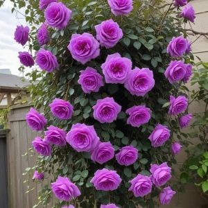 Роза Мистик Уайт купить по цене от 620р. в интернет-магазине «Посадика» с доставкой почтой в в Благовещенске и по всей России – [изображение №1].