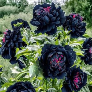 Пион древовидный Сердце Афродиты купить по цене от 600р. в интернет-магазине «Посадика» с доставкой почтой в в Благовещенске и по всей России – [изображение №1].