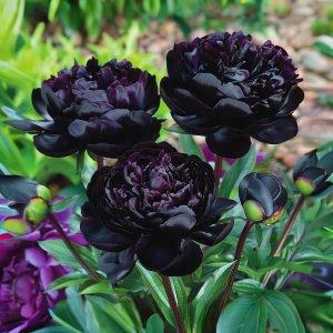 Пион Королевский Бархат купить по цене от 419р. в интернет-магазине «Посадика» с доставкой почтой в в Благовещенске и по всей России – [изображение №1].