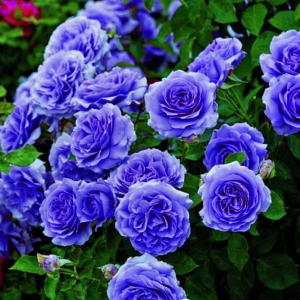 Роза Блю Мун купить по цене от 450р. в интернет-магазине «Посадика» с доставкой почтой в в Благовещенске и по всей России – [изображение №1].