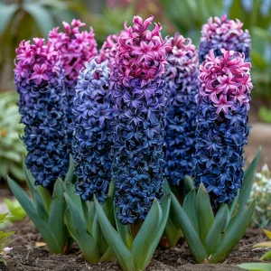 Гиацинт Блю Спринг купить по цене от 2099р. в интернет-магазине «Посадика» с доставкой почтой в в Благовещенске и по всей России – [изображение №1].