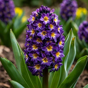 Гиацинт Вельвет Колор купить по цене от 2099р. в интернет-магазине «Посадика» с доставкой почтой в в Благовещенске и по всей России – [изображение №1].