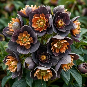 Морозник Блум Айс купить по цене от 499р. в интернет-магазине «Посадика» с доставкой почтой в в Благовещенске и по всей России – [изображение №1].