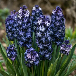 Гиацинт Блум Клауд купить по цене от 2099р. в интернет-магазине «Посадика» с доставкой почтой в в Благовещенске и по всей России – [изображение №1].