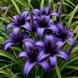 Лилейник Блю Айрис купить по цене от 324р. в интернет-магазине «Посадика» с доставкой почтой в в Благовещенске и по всей России – [изображение №1].