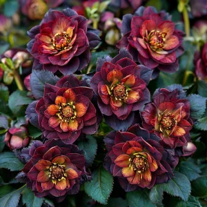 Морозник Сноу Дроп купить по цене от 348р. в интернет-магазине «Посадика» с доставкой почтой в в Благовещенске и по всей России – [изображение №1].