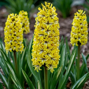 Гиацинт Сансет Голд купить по цене от 2099р. в интернет-магазине «Посадика» с доставкой почтой в в Благовещенске и по всей России – [изображение №1].