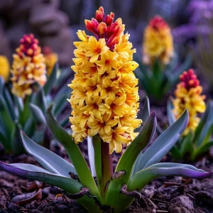 Гиацинт Миднайт Мистери купить по цене от 2099р. в интернет-магазине «Посадика» с доставкой почтой в в Благовещенске и по всей России – [изображение №1].