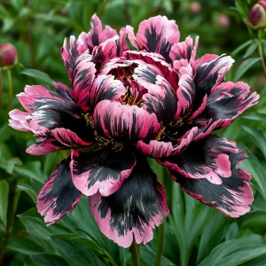 Пион Дроп Руби купить по цене от 469р. в интернет-магазине «Посадика» с доставкой почтой в в Благовещенске и по всей России – [изображение №1].