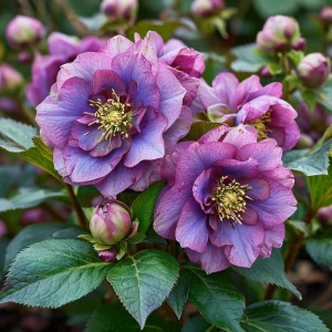 Морозник Айс Принцесс Чарм купить по цене от 650р. в интернет-магазине «Посадика» с доставкой почтой в в Благовещенске и по всей России – [изображение №1].