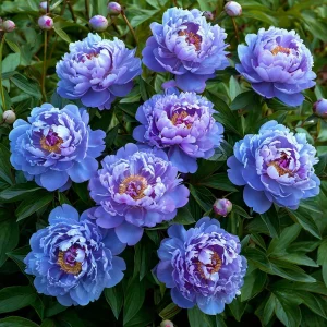 Пион Голубой лотос купить по цене от 590р. в интернет-магазине «Посадика» с доставкой почтой в в Благовещенске и по всей России – [изображение №1].