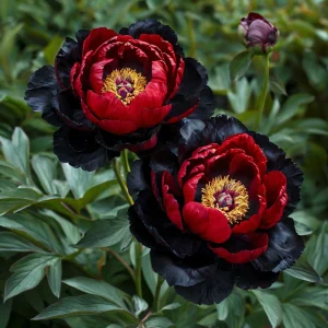 Пион Эбеновый Рубин купить по цене от 419р. в интернет-магазине «Посадика» с доставкой почтой в в Благовещенске и по всей России – [изображение №1].