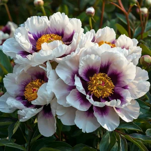 Пион Эко Саммер купить по цене от 548р. в интернет-магазине «Посадика» с доставкой почтой в в Благовещенске и по всей России – [изображение №1].