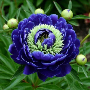 Пион Дримвивер купить по цене от 417р. в интернет-магазине «Посадика» с доставкой почтой в в Благовещенске и по всей России – [изображение №1].