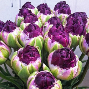 Тюльпан Анаконда купить по цене от 450р. в интернет-магазине «Посадика» с доставкой почтой в в Благовещенске и по всей России – [изображение №1].