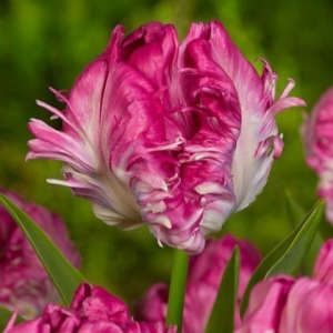 Тюльпан махровый Кул Кристал купить по цене от 400р. в интернет-магазине «Посадика» с доставкой почтой в в Благовещенске и по всей России – [изображение №1].