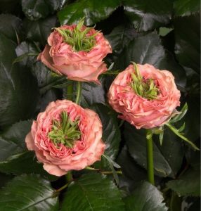 Роза Амбер Инчант купить по цене от 495р. в интернет-магазине «Посадика» с доставкой почтой в в Благовещенске и по всей России – [изображение №1].