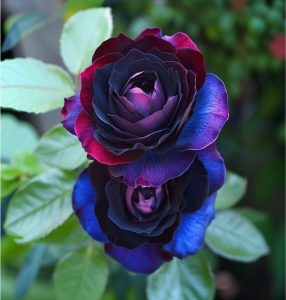 Роза Скарлет Рэвери купить по цене от 489р. в интернет-магазине «Посадика» с доставкой почтой в в Благовещенске и по всей России – [изображение №1].