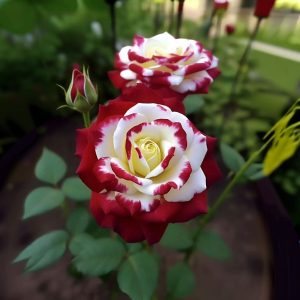 Роза Роял Глом купить по цене от 401р. в интернет-магазине «Посадика» с доставкой почтой в в Благовещенске и по всей России – [изображение №1].