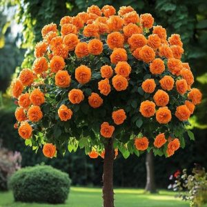 Роза Солнечный Шарм купить по цене от 349р. в интернет-магазине «Посадика» с доставкой почтой в в Благовещенске и по всей России – [изображение №1].