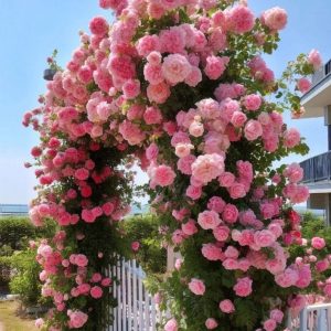 Роза Пастель Розе купить по цене от 605р. в интернет-магазине «Посадика» с доставкой почтой в в Благовещенске и по всей России – [изображение №1].