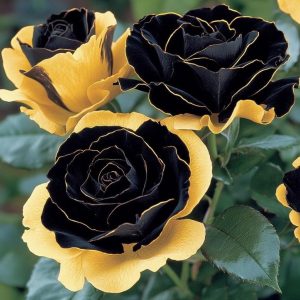 Роза Ханни Сикл купить по цене от 700р. в интернет-магазине «Посадика» с доставкой почтой в в Благовещенске и по всей России – [изображение №1].