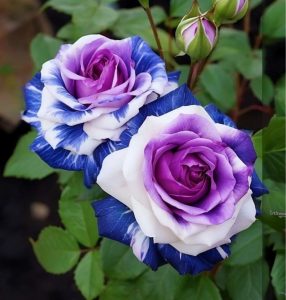 Роза Айвори Каскад купить по цене от 420р. в интернет-магазине «Посадика» с доставкой почтой в в Благовещенске и по всей России – [изображение №1].