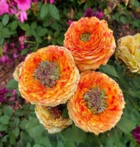 Роза Золотой Мираж купить по цене от 420р. в интернет-магазине «Посадика» с доставкой почтой в в Благовещенске и по всей России – [изображение №1].