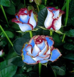 Роза Сафайер Пэтл купить по цене от 450р. в интернет-магазине «Посадика» с доставкой почтой в в Благовещенске и по всей России – [изображение №1].