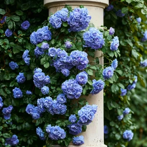 Роза плетистая Блю Перпл купить по цене от 540р. в интернет-магазине «Посадика» с доставкой почтой в в Благовещенске и по всей России – [изображение №1].